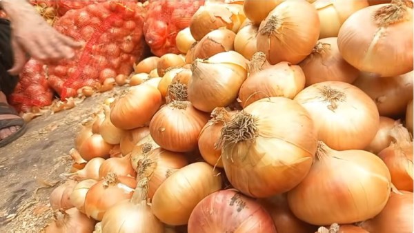 أسعار الخضروات اليوم في سوق العبور
