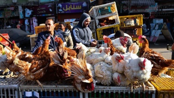 أسعار الدواجن في مصر 