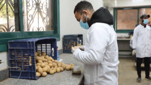 فحص البطاطس للتصدير 