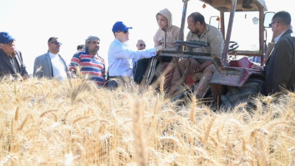 موسم حصاد القمح 2026