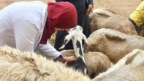 تحصين المواشي