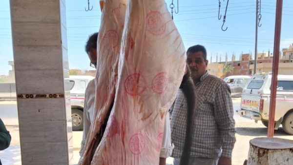  لحوم البتلو الممنوع ذبحها قانونًا