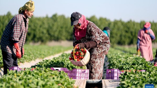 المركز الإعلامي لمجلس الوزراء