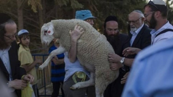 أحد المستوطنين يحاول تقديم قربان إلى القدس