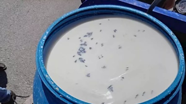الألبان الفاسدة بالمنيا 