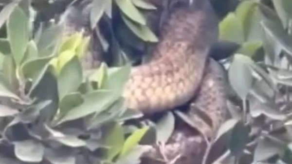 ..تفاصيل واقعة ثعبان الكوبرا بالغربية