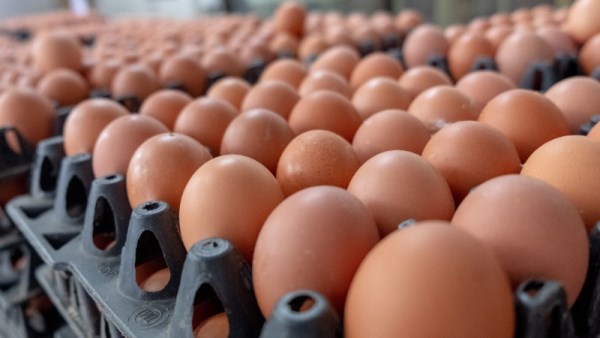 سعر كرتونة البيض