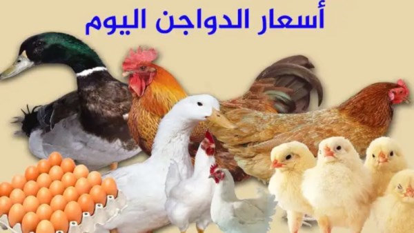 اسعار الدواجن اليوم 