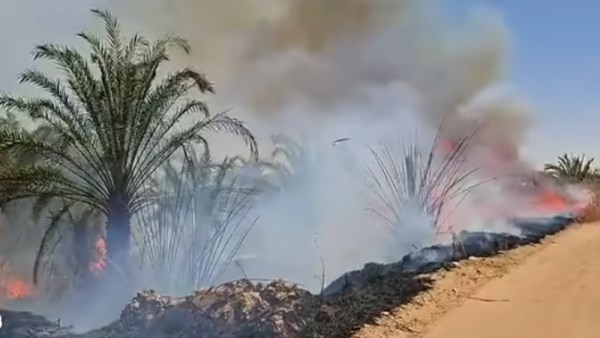  حريق مزارع النخيل 