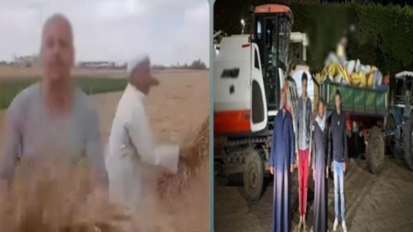 سرقة محصول قمح 