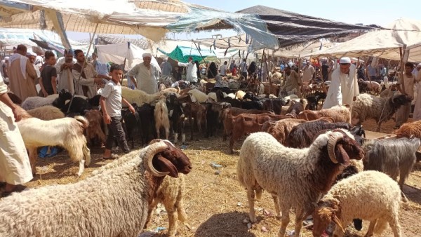 حجز أضاحي وزارة الزراعة 2026