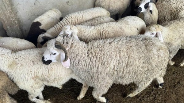 ما هي الشروط الواجب توافرها في الأضحية؟