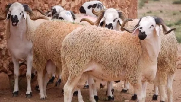 سعر الخروف اليوم 