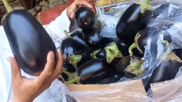 أسعار الباذنجان في سوق العبور