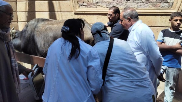الزراعة تقدم الرعاية الصحية للماشية