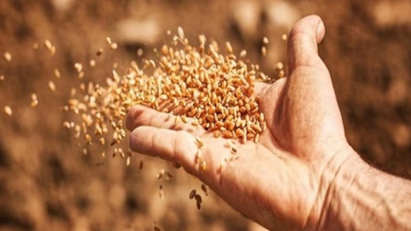 التقاوي المعتمدة 