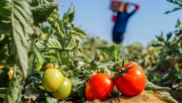أسباب ارتفاع أسعار الطماطم 