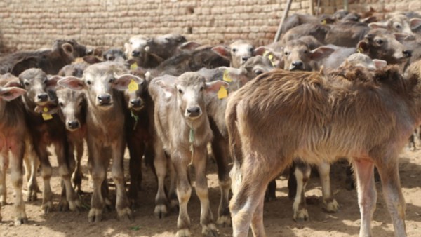 مشروع البتو 