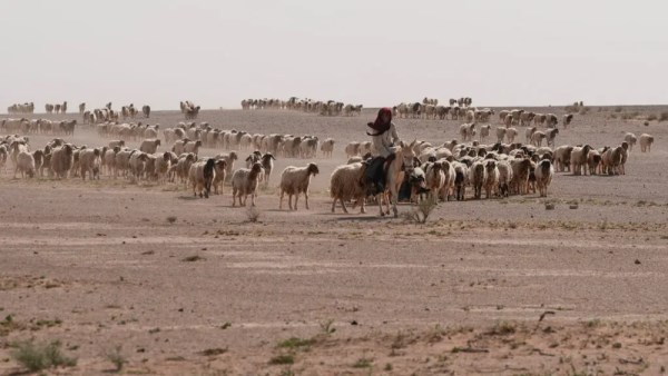 صحراء العراق