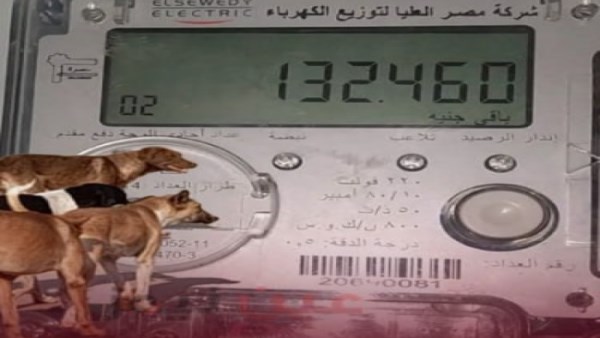 حقيقة فرض رسوم لملاجئ الكلاب على فواتير الكهرباء