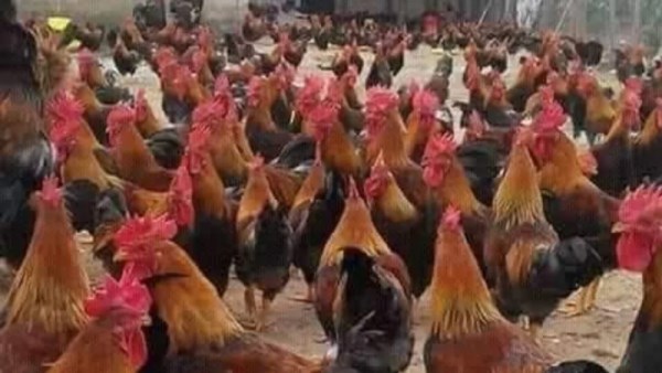 الفراخ البلدي 