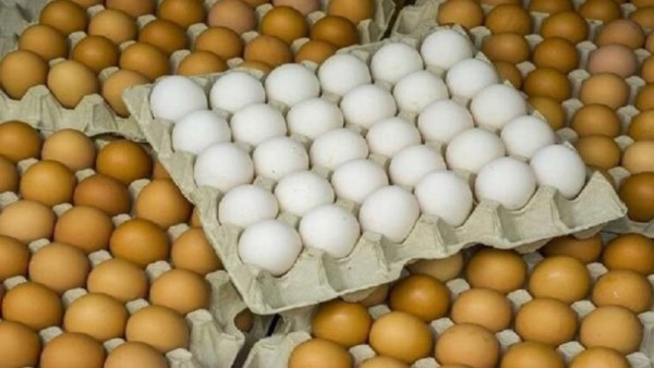 سعر كرتونة البيض