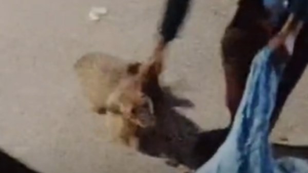 جانب من الواقعة