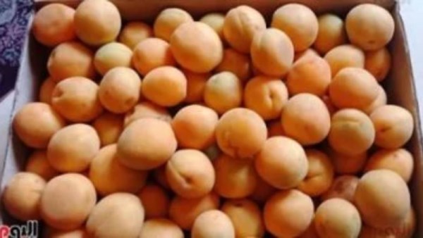 المشمش