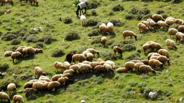 صورة أرشيفية