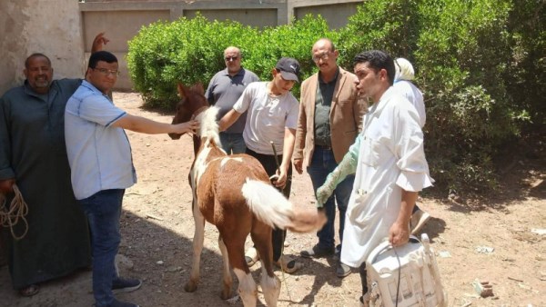 قوافل الطب البيطري 