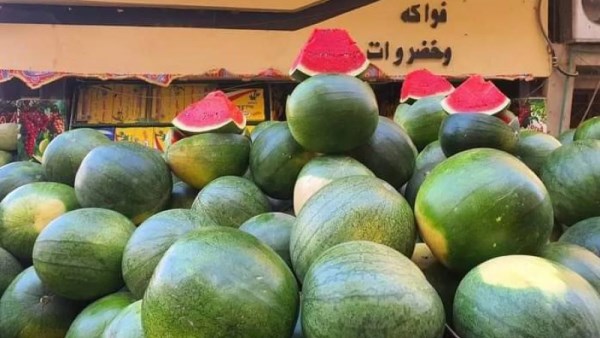 محصول البطيخ