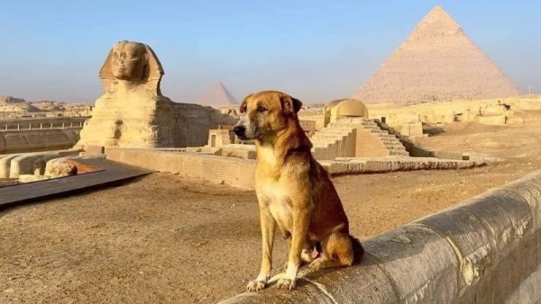 حقائق مثيرة عن الكلاب
