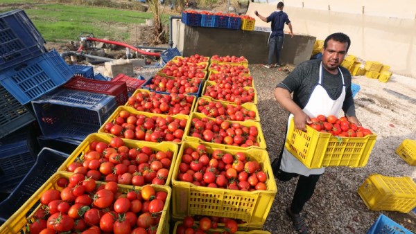 صادرات الأغذية