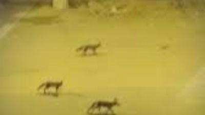 لظهور ثعالب تتجول ليلًا في شوارع منطقة حدائق أكتوبر