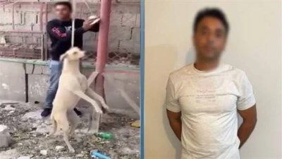 الداخلية تكشف تفاصيل تعدي شخص على كلب ضال وربطه بعمود إنارة