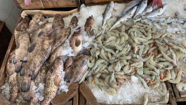 سعر الأسماك اليوم