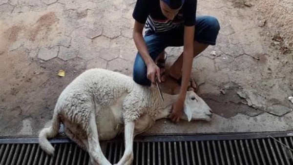 ذبح حيوان الحلوى