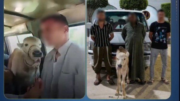 القبض على صاحب الجاموسة