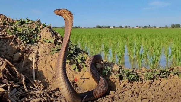 ثعبان القليوبية