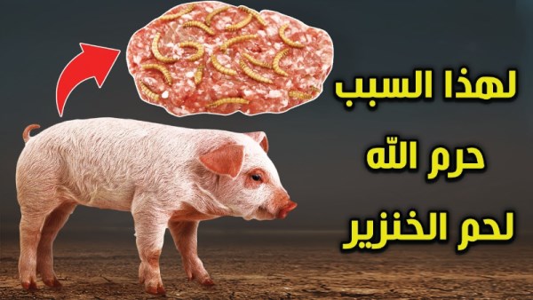 لماذا حرم الإسلام لحم الخنزير؟ 