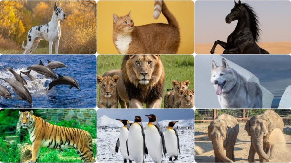 أفضل 10 حيوانات في العالم